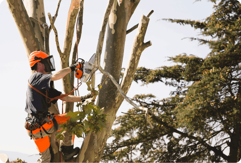 Tala de árbol en altura