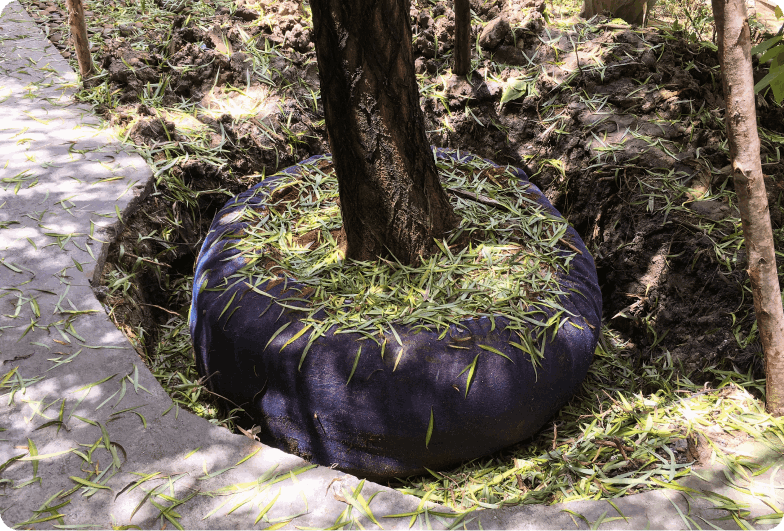 Trasplante de árbol