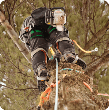 Poda y tala de altura