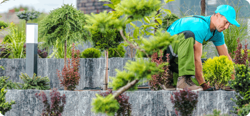 Mejoras y actualización de jardín