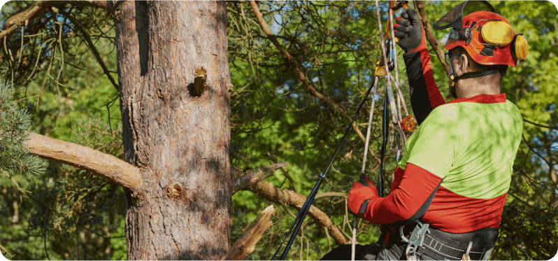Poda y tala de altura
