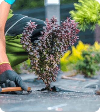 Trasplante de plantas