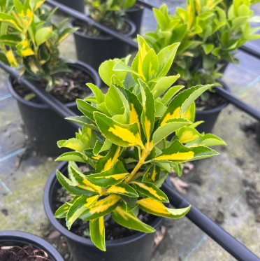 Trasplante de planta